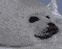 babyseal_head_optimized.gif