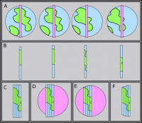 lcl_GlobeSlice.png