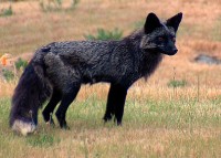 black fox.jpg