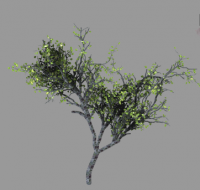 tree.png